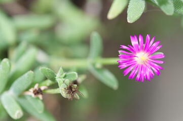 pink flower (Lampranthus?)
