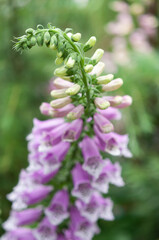 close up of a foxglove flower spike © eugen