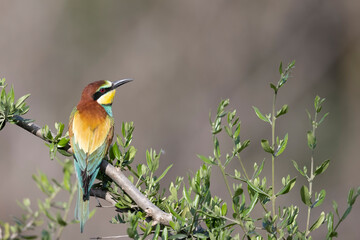 The bee-eaters, merops apiaster  on an olive tree