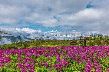 Gongga snowmountain in sichuan China