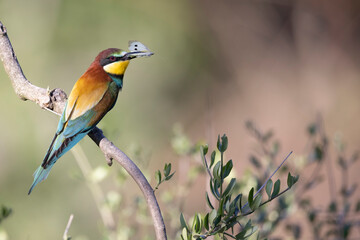 The bee-eaters, merops apiaster  on an olive tree