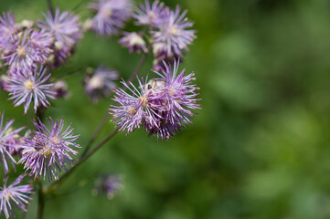 pink violet flowers (blue mistflowers?)