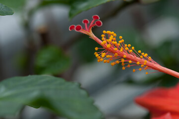 pistil and stamen of a hibiscus flower close up