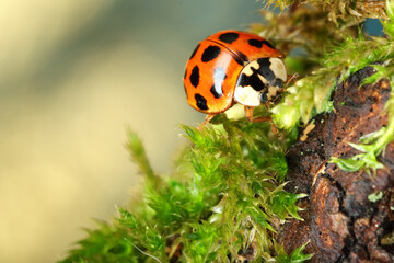 red ladybug on the tree bark