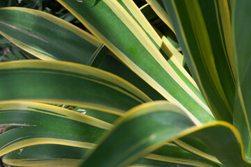 Plakat agave leaves close up