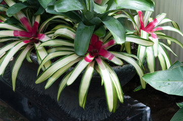 Bromeliaceae plants on display at the conservatory