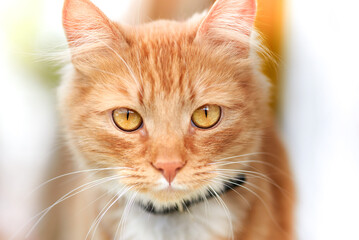 Portrait of a beautiful red domestic cat.