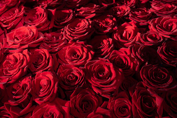 Many blooming red roses with romantic lighting