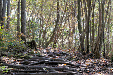登山道　根っこの道　11月