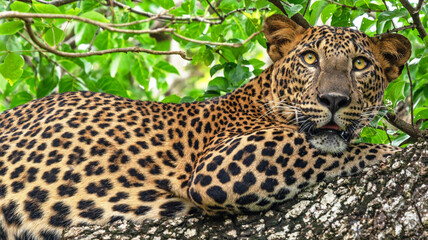 Fototapeta na wymiar Leopard wild animal on the tree in jungle, Yala National Park, Sri Lanka