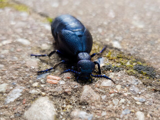 black oil beetle also violet oil beetle (in german Schwarzblauer Ölkäfer also Schwarzer Maiwurm) Meloe proscarabaeus