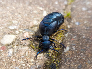 black oil beetle also violet oil beetle (in german Schwarzblauer Ölkäfer also Schwarzer Maiwurm) Meloe proscarabaeus