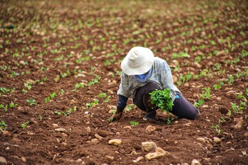 farmer planting rice
