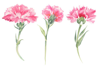 Carnation illustrations. Mother's day card.