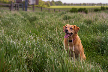 Wesoły, złoty labrador bawiący się w wysokiej trawie. 