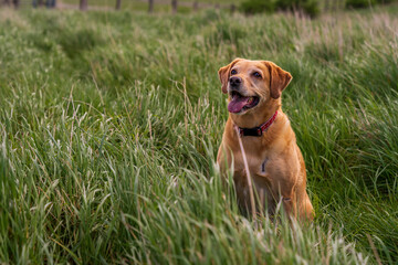 Wesoły, złoty labrador bawiący się w wysokiej trawie. 