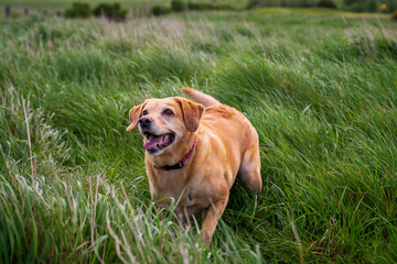 Wesoły, złoty labrador bawiący się w wysokiej trawie.  - obrazy, fototapety, plakaty