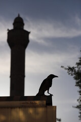 silhouette of the eagle