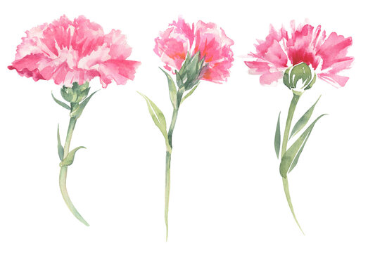 Carnation illustrations. Mother's day card.