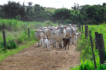 Herd of cattle being driven through dirt path on farm in Pará State, Amazon, Brazil.