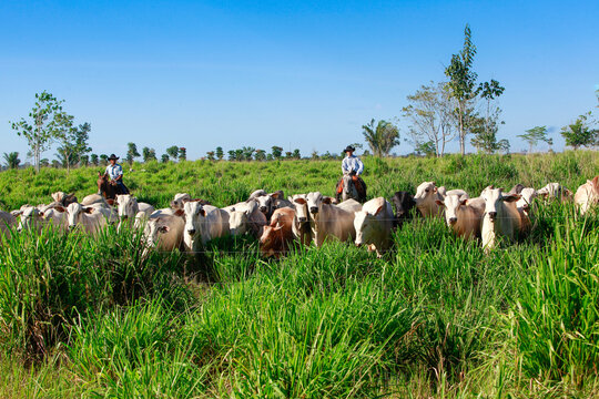 Herd of cattle on pasture, with farmer on the background riding horse on grassland, wearing cowboy hat. Brazil, Par&aacute; State, Amazon.