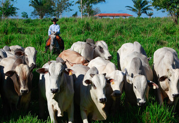 Herd of cattle on pasture, with farmer on the background riding horse on grassland, wearing cowboy...
