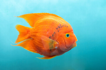 Aquarium fish Red  Parrot fish isolated, Colorful freshwater fish, popular in the house as a hobby.