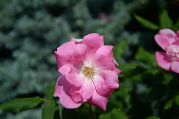 Rosa arkansana, the prairie rose or wild prairie rose