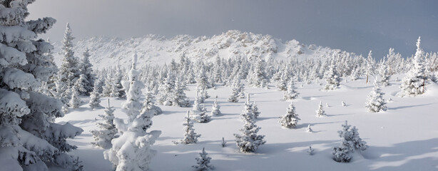 Dwarf spruce covered with snow on the background of a mountain ridge. Panorama.