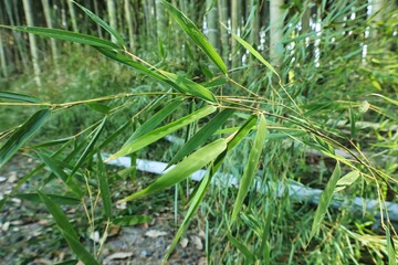 青く茂った夏の涼し気な竹林