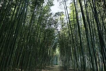 青く茂った夏の涼し気な竹林