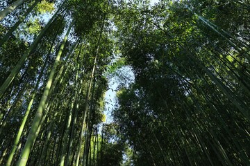 青く茂った夏の涼し気な竹林