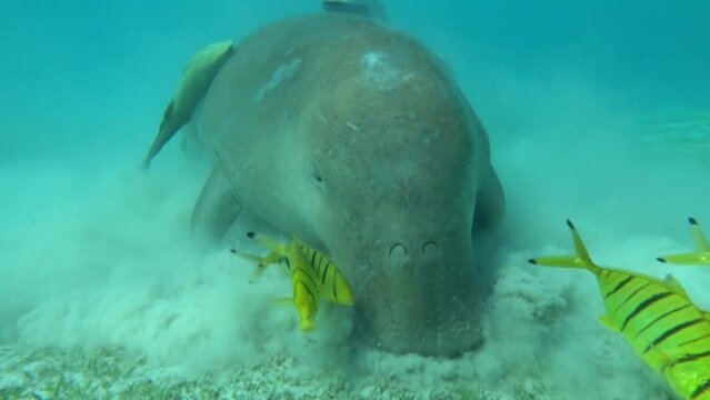 Dugongo. Sea Cow in Marsa Alam. Marsa Mubarak bay.