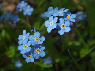 Fototapeta na wymiar blue forget-me-nots with yellow hearts on a background of green grass 