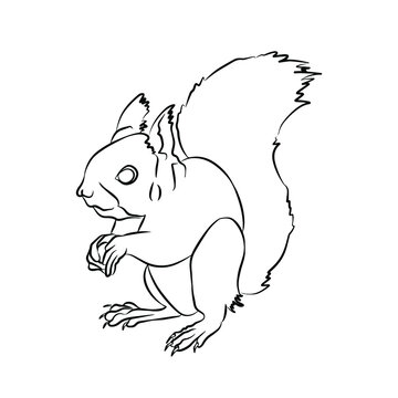 Illustration:Beautiful squirrel picture