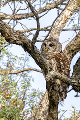 Fototapeta na wymiar Barred owl