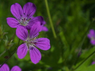 purple carnations on green grass background