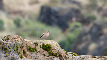 Pájaro sobre roca con fondo de bosque