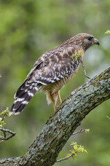 Red-shouldered hawk