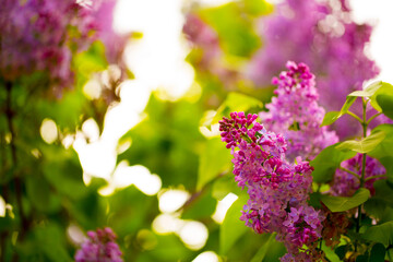 Lilac. Spring trees are blooming. Pink Sakura Flowers Spring landscape with flowering pink tree. Beautiful blooming garden on a sunny day. Beautiful concept of romance and love with delicate flowers.