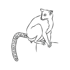 Illustration:Beautiful lemur catta picture