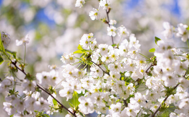 Obraz premium White flowers bloom in the trees. Spring landscape with blooming sakura tree. Beautiful blooming garden on a sunny day. Copy space for text.