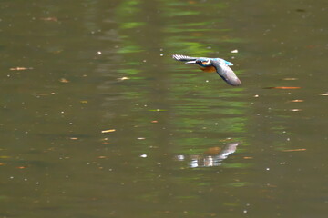 水面近くを滑空