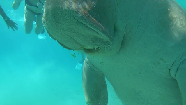 Dugongo. Sea Cow in Marsa Alam. Marsa Mubarak bay.