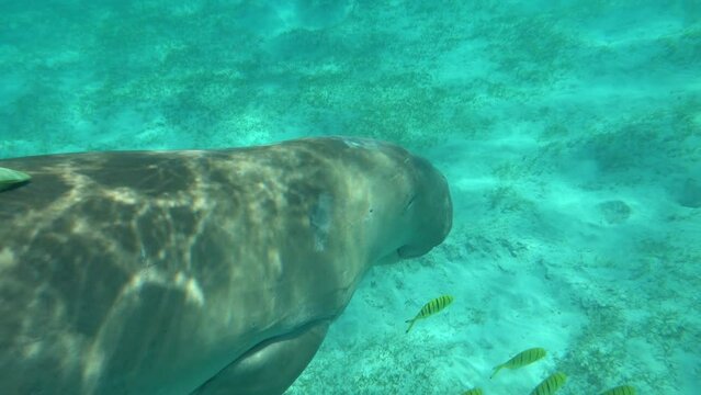 Dugongo. Sea Cow in Marsa Alam. Marsa Mubarak bay.

