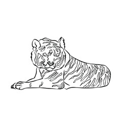 Illustration:Beautiful tiger picture