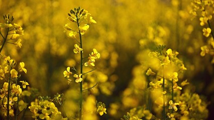Obraz premium Rapeseed field at sunset. Beautiful yellow nature background for spring and spring time. Concept for agriculture and industry. (Brassica napus)