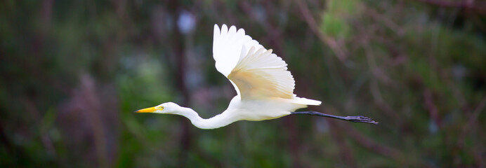 The stork bird flies in the sky. Newborn pregnancy and childbirth concept with space for text. White stork close-up. Heron walking on a green meadow.