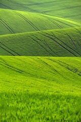 Beautiful spring landscape. Waves on the field - Moravian Tuscany Czech Republic.