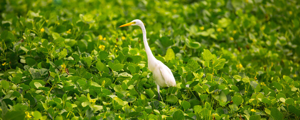 The stork bird flies in the sky. Newborn pregnancy and childbirth concept with space for text. White stork close-up. Heron walking on a green meadow.